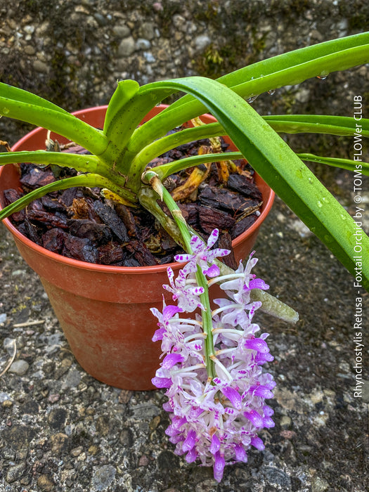 Rhynchostylis Retusa - Foxtail Orchid, flowering fragrant orchid, organically grown tropical plants for sale at TOMs FLOWer CLUB
