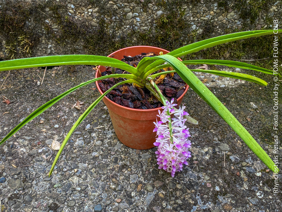 Rhynchostylis Retusa - Foxtail Orchid, flowering fragrant orchid, organically grown tropical plants for sale at TOMs FLOWer CLUB