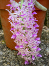 Rhynchostylis Retusa - Foxtail Orchid, flowering fragrant orchid, organically grown tropical plants for sale at TOMs FLOWer CLUB