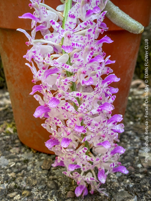 Rhynchostylis Retusa - Foxtail Orchid, flowering fragrant orchid, organically grown tropical plants for sale at TOMs FLOWer CLUB