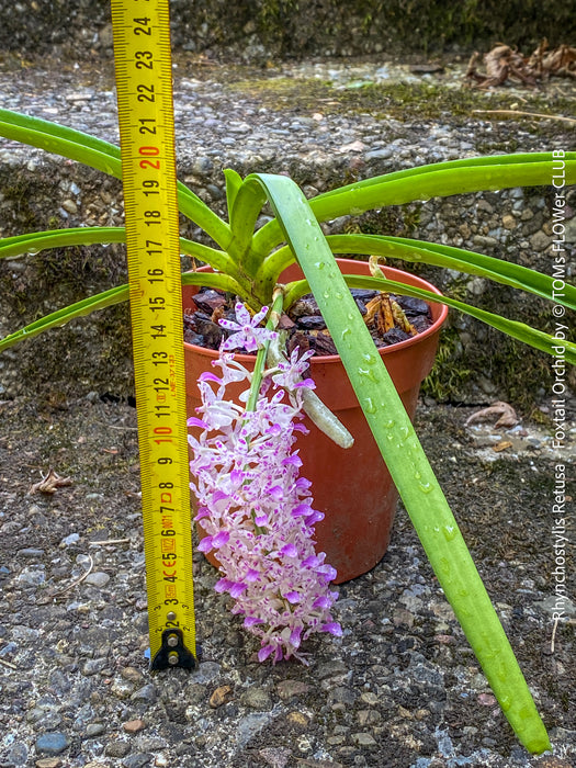 Rhynchostylis Retusa - Foxtail Orchid, flowering fragrant orchid, organically grown tropical plants for sale at TOMs FLOWer CLUB