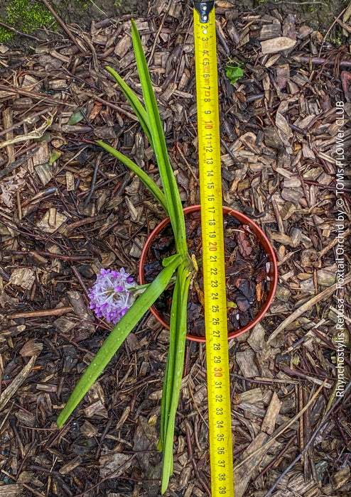 Rhynchostylis Retusa - Foxtail Orchid, flowering fragrant orchid, organically grown tropical plants for sale at TOMs FLOWer CLUB