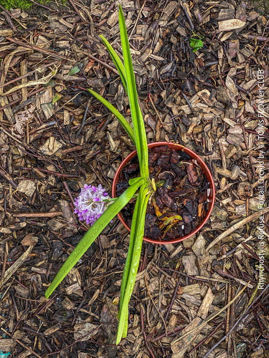 Rhynchostylis Retusa - Foxtail Orchid, flowering fragrant orchid, organically grown tropical plants for sale at TOMs FLOWer CLUB
