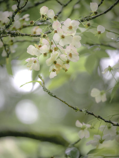Spring Rosenstöckli rose by Frau Elsbeth Stoiber, Hasselblad photo art by Swiss photographer TOMas Rodak for sale at TOMs FLOWer CLUB, limited edition