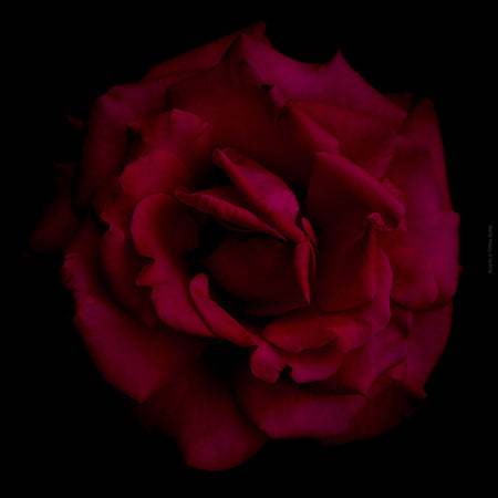 Close-up photograph of a vibrant red rose flower, captured by TOMas Rodak using a Hasselblad camera, showcasing a striking floral motif.