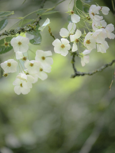 Spring Rosenstöckli rose by Frau Elsbeth Stoiber, Hasselblad photo art by Swiss photographer TOMas Rodak for sale at TOMs FLOWer CLUB, limited edition