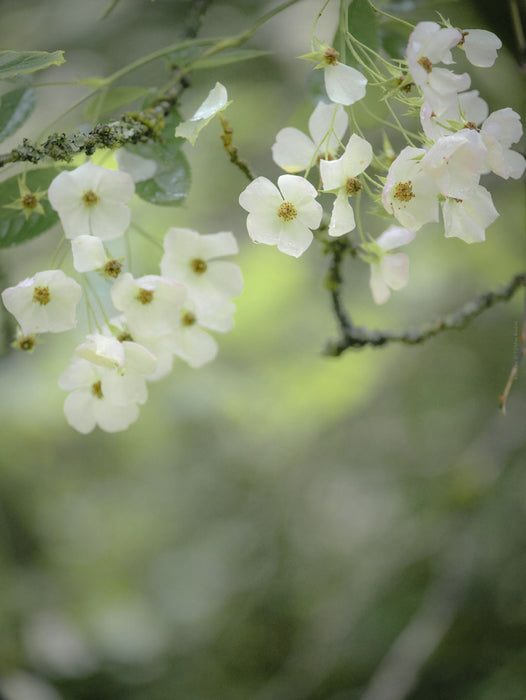 Spring Rosenstöckli rose by Frau Elsbeth Stoiber, Hasselblad photo art by Swiss photographer TOMas Rodak for sale at TOMs FLOWer CLUB, limited edition