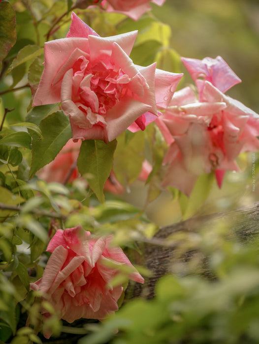 Old pink rose, Hasselblad photo art by Swiss photographer TOMas Rodak for sale at TOMs FLOWer CLUB, limited edition
