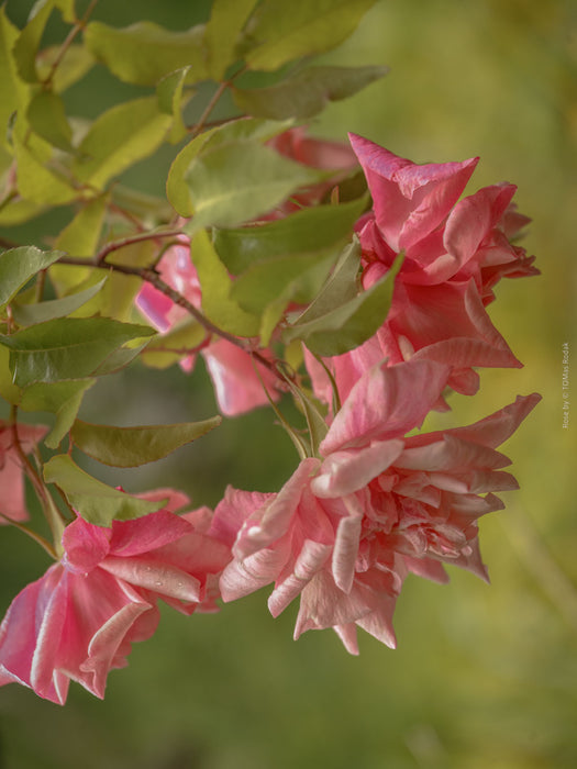  branch of romantic pink roses, Hasselblad photo art by Swiss photographer TOMas Rodak for sale at TOMs FLOWer CLUB, limited edition