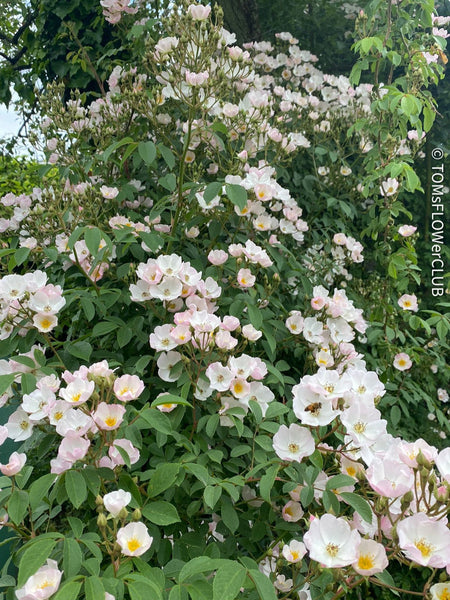 Rosenstöckli, Climbing Rose, Kletterrose, organically grown garden plants for sale at TOMs FLOWer CLUB, Elsbeth Stoiber, Albis, Alois Rosengarten.