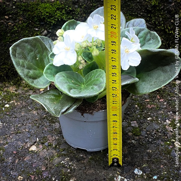 Saintpaulia Ionantha "Snow White", African Violet, fialka, fialky, organically grown tropical plants for sale at TOMs FLOWer CLUB.