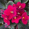 Saintpaulia Ionantha "Mini Blue"/ African Violet, fialka, fialky, organically grown tropical plants for sale at TOMs FLOWer CLUB.