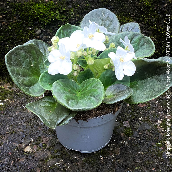 Saintpaulia Ionantha "Snow White", African Violet, fialka, fialky, organically grown tropical plants for sale at TOMs FLOWer CLUB.