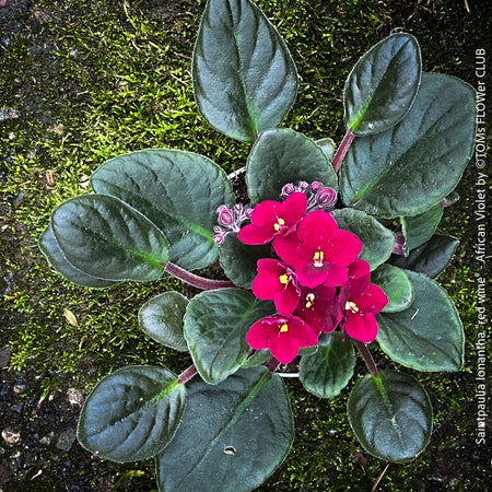 Saintpaulia Ionantha "Red Wine", African Violet, fialka, fialky, organically grown tropical plants for sale at TOMs FLOWer CLUB.
