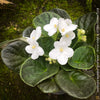 Saintpaulia Ionantha "Snow White", African Violet, fialka, fialky, organically grown tropical plants for sale at TOMs FLOWer CLUB.
