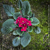 Saintpaulia Ionantha "Red Wine", African Violet, fialka, fialky, organically grown tropical plants for sale at TOMs FLOWer CLUB.