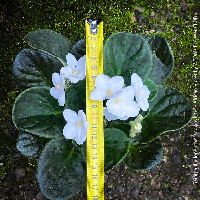 Saintpaulia Ionantha "Snow White", African Violet, fialka, fialky, organically grown tropical plants for sale at TOMs FLOWer CLUB.