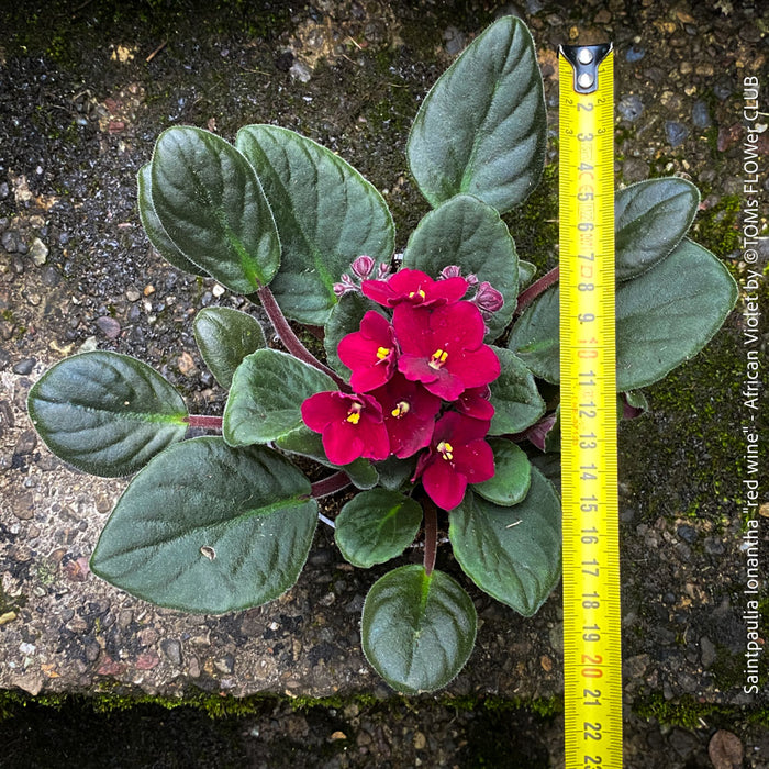 Saintpaulia Ionantha "Red Wine", African Violet, fialka, fialky, organically grown tropical plants for sale at TOMs FLOWer CLUB.