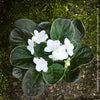 Saintpaulia Ionantha "Snow White", African Violet, fialka, fialky, organically grown tropical plants for sale at TOMs FLOWer CLUB.