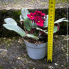 Saintpaulia Ionantha "Red Wine", African Violet, fialka, fialky, organically grown tropical plants for sale at TOMs FLOWer CLUB.