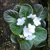 Saintpaulia Ionantha "Snow White", African Violet, fialka, fialky, organically grown tropical plants for sale at TOMs FLOWer CLUB.