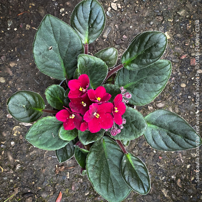 Saintpaulia Ionantha "Red Wine", African Violet, fialka, fialky, organically grown tropical plants for sale at TOMs FLOWer CLUB.