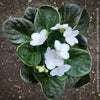 Saintpaulia Ionantha "Snow White", African Violet, fialka, fialky, organically grown tropical plants for sale at TOMs FLOWer CLUB.
