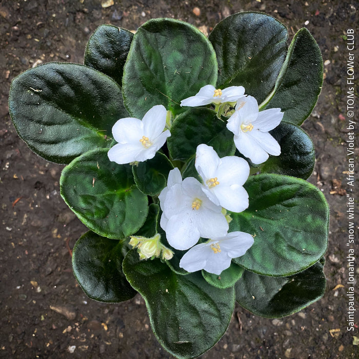Saintpaulia Ionantha "Snow White", African Violet, fialka, fialky, organically grown tropical plants for sale at TOMs FLOWer CLUB.