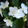 Saintpaulia Ionantha "Snow White", African Violet, fialka, fialky, organically grown tropical plants for sale at TOMs FLOWer CLUB.