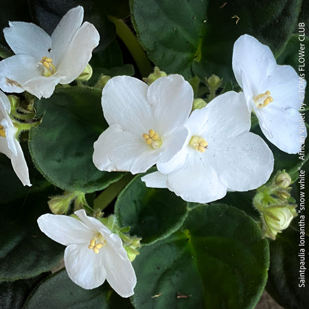 Saintpaulia Ionantha "Snow White", African Violet, fialka, fialky, organically grown tropical plants for sale at TOMs FLOWer CLUB.