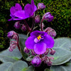 Saintpaulia ionantha, African Violet, fialka, fialky, organically grown tropical plants for sale at TOMs FLOWer CLUB.