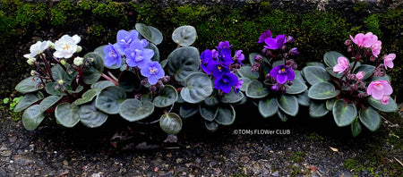 Saintpaulia ionantha, African Violet, fialka, fialky, organically grown tropical plants for sale at TOMs FLOWer CLUB.