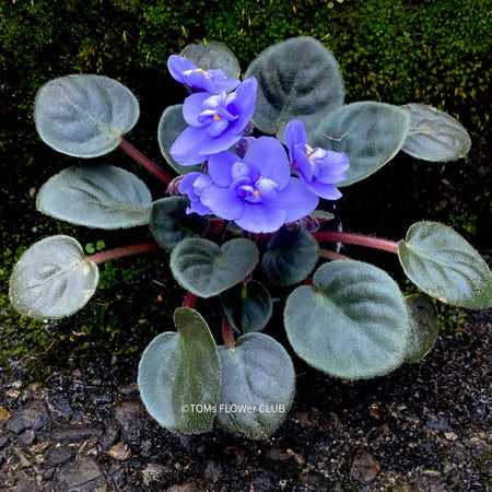Saintpaulia ionantha, African Violet, fialka, fialky, organically grown tropical plants for sale at TOMs FLOWer CLUB.