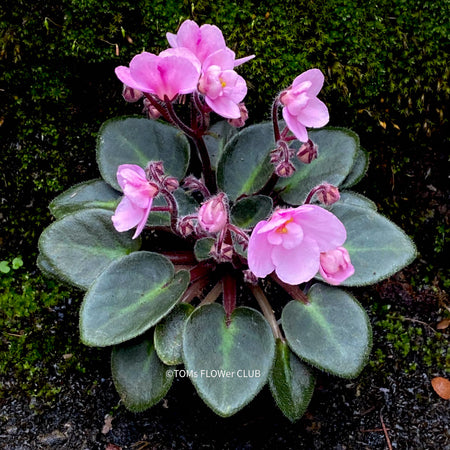 Saintpaulia ionantha, African Violet, fialka, fialky, organically grown tropical plants for sale at TOMs FLOWer CLUB.