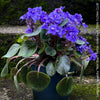 Saintpaulia Ionantha "Mini Blue"/ African Violet, fialka, fialky, organically grown tropical plants for sale at TOMs FLOWer CLUB.
