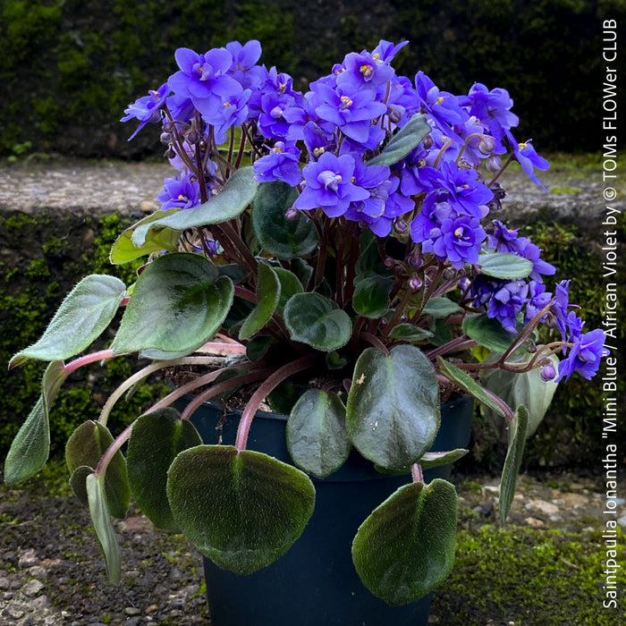 Saintpaulia Ionantha "Mini Blue"/ African Violet, fialka, fialky, organically grown tropical plants for sale at TOMs FLOWer CLUB.