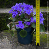 Saintpaulia Ionantha "Mini Blue"/ African Violet, fialka, fialky, organically grown tropical plants for sale at TOMs FLOWer CLUB.