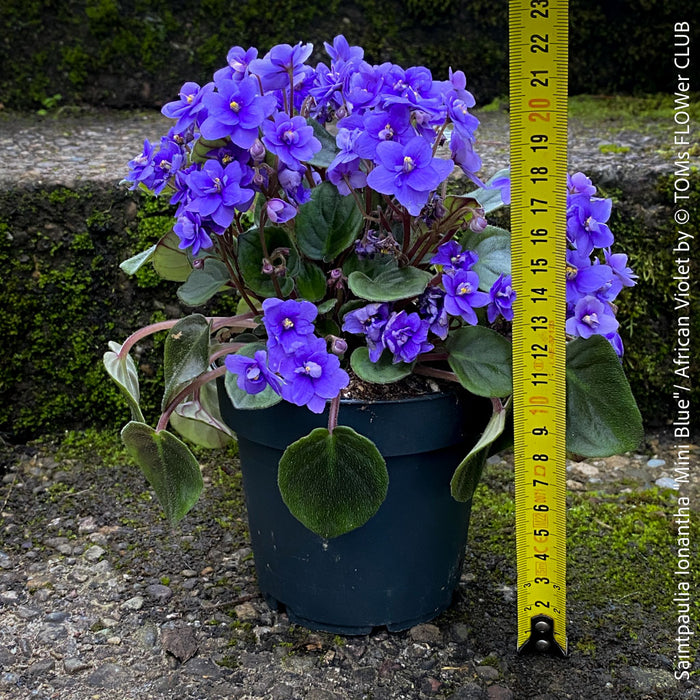 Saintpaulia Ionantha "Mini Blue"/ African Violet, fialka, fialky, organically grown tropical plants for sale at TOMs FLOWer CLUB.