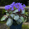 Saintpaulia Ionantha "Mini Blue"/ African Violet, fialka, fialky, organically grown tropical plants for sale at TOMs FLOWer CLUB.