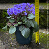 Saintpaulia Ionantha "Mini Blue"/ African Violet, fialka, fialky, organically grown tropical plants for sale at TOMs FLOWer CLUB.