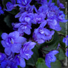 Saintpaulia Ionantha "Mini Blue"/ African Violet, fialka, fialky, organically grown tropical plants for sale at TOMs FLOWer CLUB.