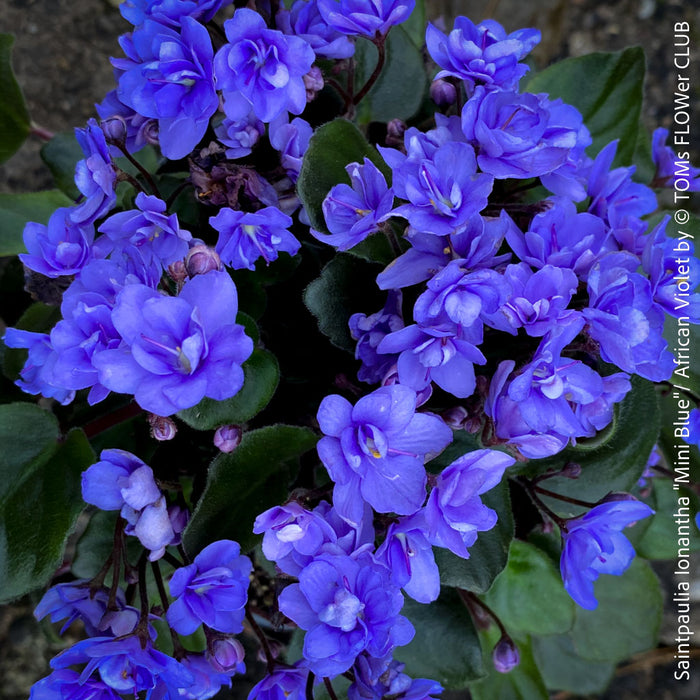 Saintpaulia Ionantha "Mini Blue"/ African Violet, fialka, fialky, organically grown tropical plants for sale at TOMs FLOWer CLUB.