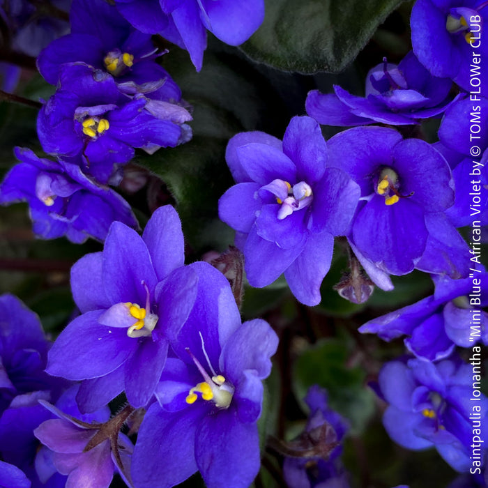 Saintpaulia Ionantha "Mini Blue"/ African Violet, fialka, fialky, organically grown tropical plants for sale at TOMs FLOWer CLUB.