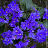 Saintpaulia Ionantha "Mini Blue"/ African Violet, fialka, fialky, organically grown tropical plants for sale at TOMs FLOWer CLUB.