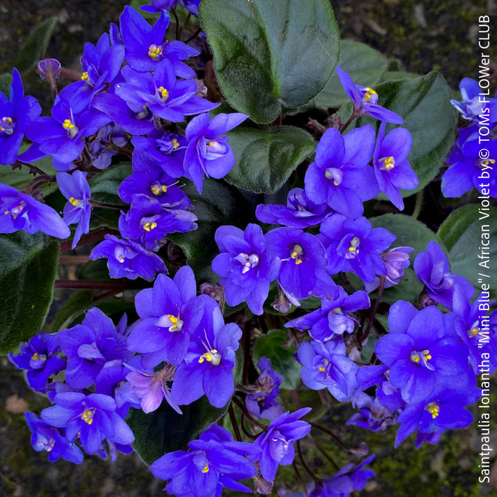 Saintpaulia Ionantha "Mini Blue"/ African Violet, fialka, fialky, organically grown tropical plants for sale at TOMs FLOWer CLUB.