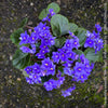 Saintpaulia Ionantha "Mini Blue"/ African Violet, fialka, fialky, organically grown tropical plants for sale at TOMs FLOWer CLUB.