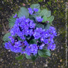 Saintpaulia Ionantha "Mini Blue"/ African Violet, fialka, fialky, organically grown tropical plants for sale at TOMs FLOWer CLUB.