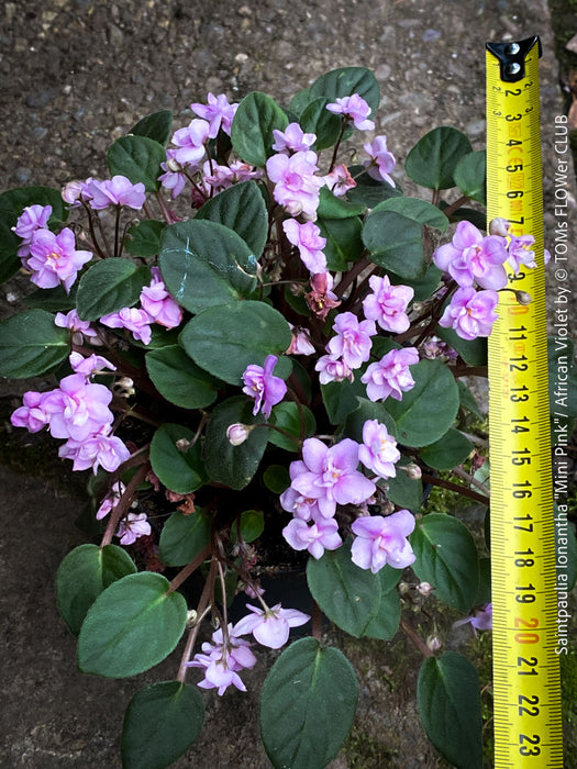 Saintpaulia Ionantha "Mini Pink"/ African Violet, fialka, fialky, organically grown tropical plants for sale at TOMs FLOWer CLUB.