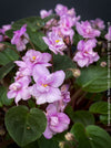 Saintpaulia Ionantha "Mini Pink"/ African Violet, fialka, fialky, organically grown tropical plants for sale at TOMs FLOWer CLUB.