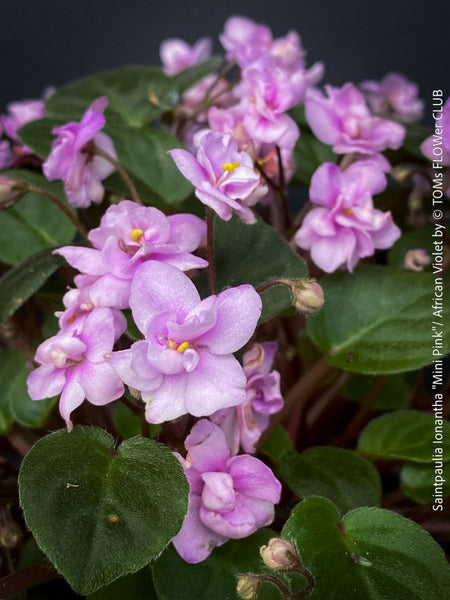 Saintpaulia Ionantha "Mini Pink"/ African Violet, fialka, fialky, organically grown tropical plants for sale at TOMs FLOWer CLUB.